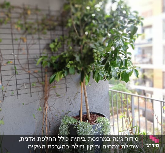 עציץ גדול עם צמח מטפס במרפסת